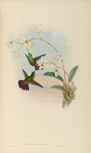 Amazilia viridigaster by John Gould